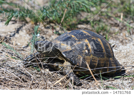 European bog turtle (emys orbicularis) 14781768