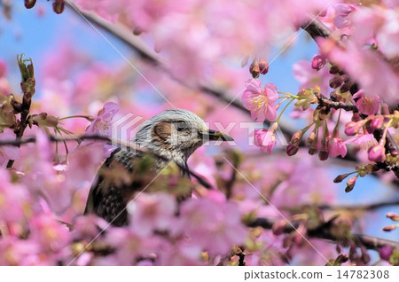 Brown fish with brown chestnut cherry blossoms in full bloom Brown fish with brown chestnut cherry blossoms in full bloom 14782308