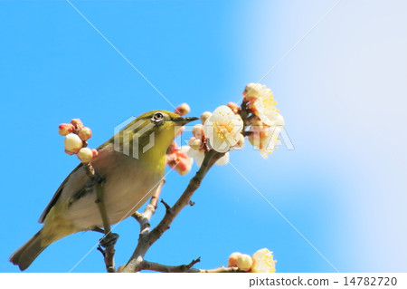 Plum blossom and white-eye 14782720