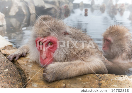 Monkeys and snow-see viewing hot spring 14782818