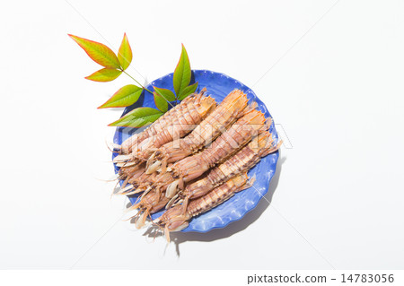 Boiled Shako 14783056