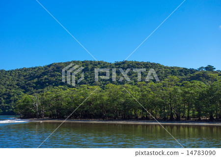 Okinawa Prefecture Iriomotejima Urauchi River 14783090