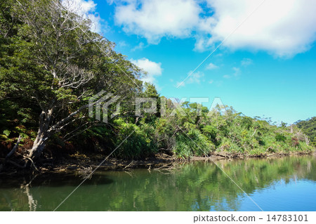 Okinawa Prefecture Iriomotejima Urauchi River 14783101