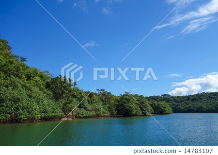 Okinawa Prefecture Iriomotejima Urauchi River 14783107