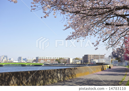 Cherry blossoms along the Tsurumi River 14783110