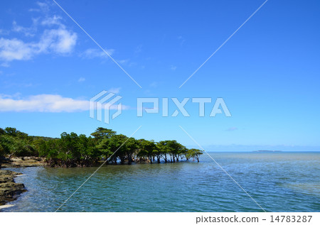 Okinawa Prefecture Iriomotejima Daigaku Mangrove seen from the Xie Road Park 14783287