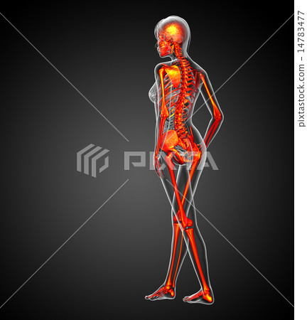 3D medical illustration of the human skeleton - Stock Illustration ...