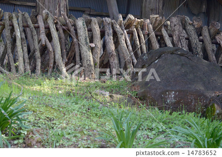 Shiitake cultivation 14783652