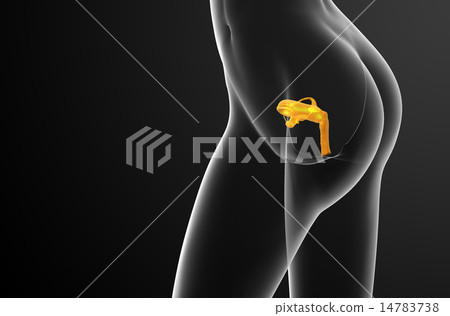 3d render illustration of the Reproductive System 3d render illustration of the Reproductive System 14783738