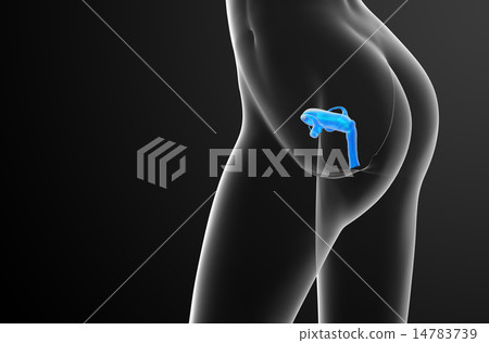 3d render illustration of the Reproductive System 3d render illustration of the Reproductive System 14783739