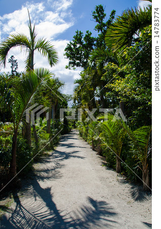 沖繩縣Yuku島的風景 沖繩縣Yuku島的風景 14783774