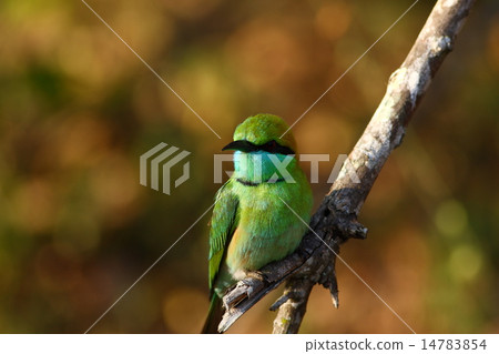 little green bee-eater 14783854