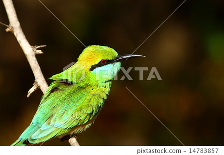 little green bee-eater little green bee-eater 14783857