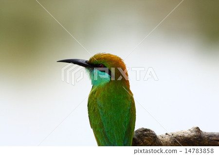 little green bee-eater little green bee-eater 14783858