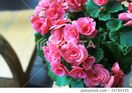 Begonia flowers Begonia flowers 14784105