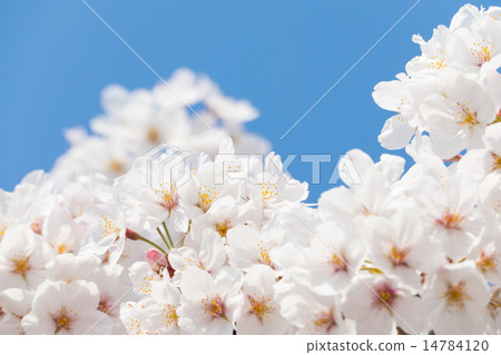 Cherry Blossoms   14784120