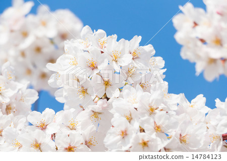 Cherry Blossoms   14784123