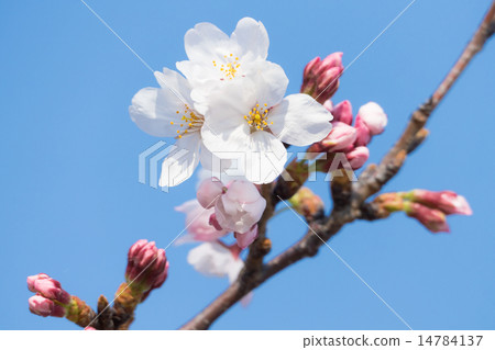 Cherry blossoms and buds 14784137