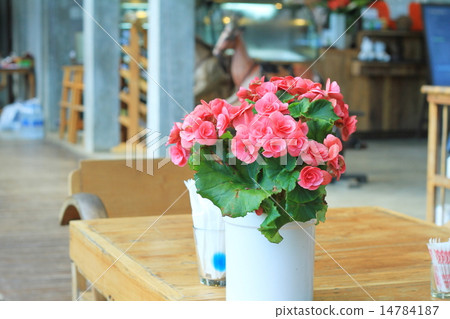 Begonia flowers Begonia flowers 14784187