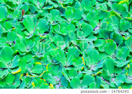 Pistia stratiotes Pistia stratiotes 14784293