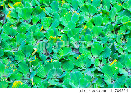 Pistia stratiotes Pistia stratiotes 14784294