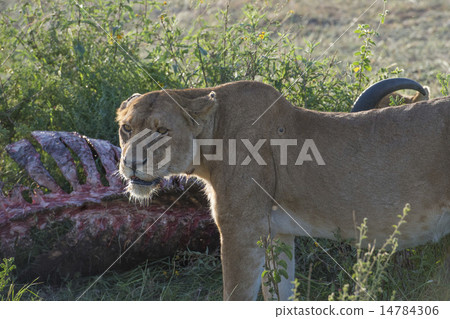 Africa Tanzania Safari Serengeti National Park 14784306