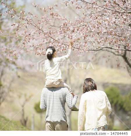 Parents' rear behaviors that carry shoulder cars in front of cherry blossoms 14784445