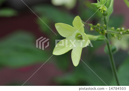 Nicotiana flowers 14784503