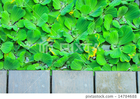 Pistia stratiotes wood background Pistia stratiotes wood background 14784688