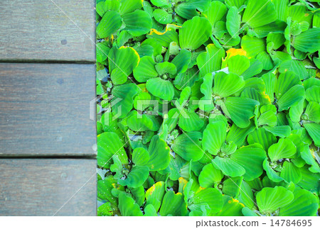 Pistia stratiotes wood background 14784695