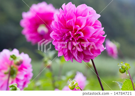 Pink Dahlia flower in the garden Pink Dahlia flower in the garden 14784721