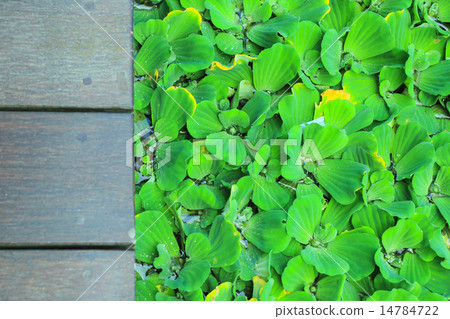 Pistia stratiotes wood background 14784722