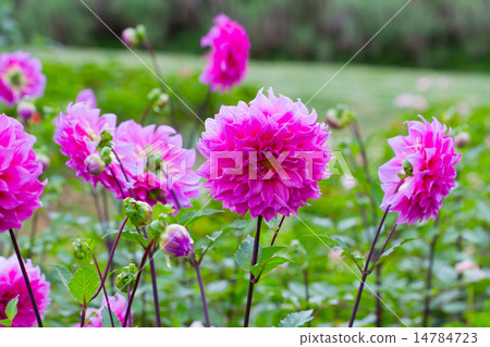 Pink Dahlia flower in the garden Pink Dahlia flower in the garden 14784723
