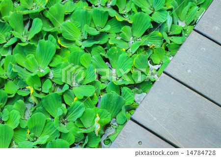 Pistia stratiotes wood background Pistia stratiotes wood background 14784728