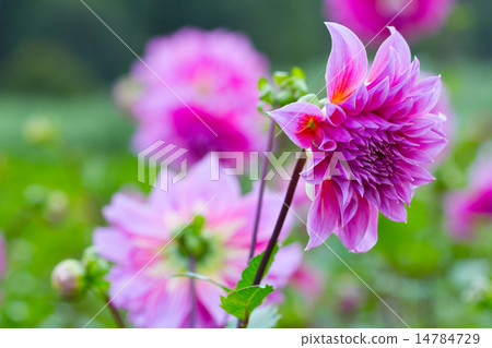 Pink Dahlia flower in the garden Pink Dahlia flower in the garden 14784729