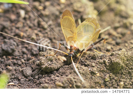 Cinging male suzuki Cinging male suzuki 14784771