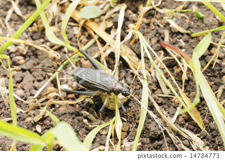 鈴木的女性 14784773