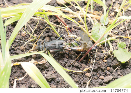 鈴木的交配 鈴木的交配 14784774