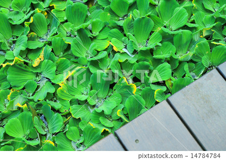 Pistia stratiotes wood background Pistia stratiotes wood background 14784784
