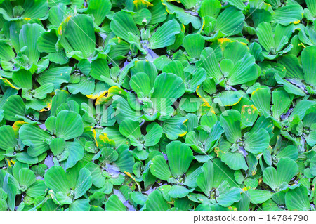 Pistia stratiotes Pistia stratiotes 14784790