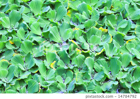 Pistia stratiotes Pistia stratiotes 14784792