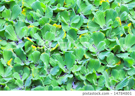 Pistia stratiotes Pistia stratiotes 14784801