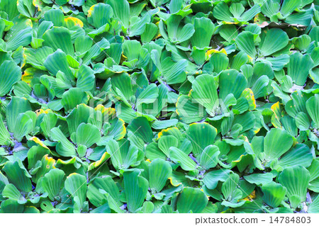 Pistia stratiotes Pistia stratiotes 14784803