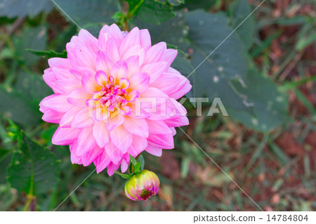 Pink Dahlia flower Pink Dahlia flower 14784804