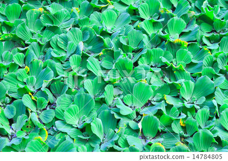 Pistia stratiotes 14784805