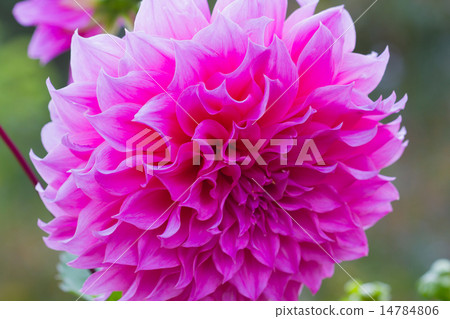 Pink Dahlia flower Pink Dahlia flower 14784806