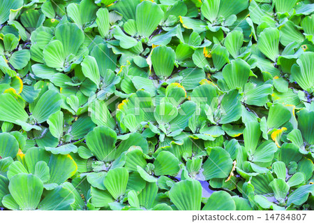 Pistia stratiotes Pistia stratiotes 14784807