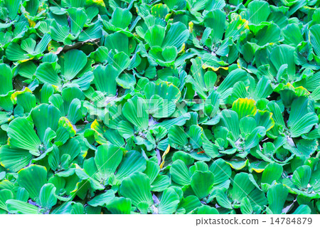 Pistia stratiotes Pistia stratiotes 14784879