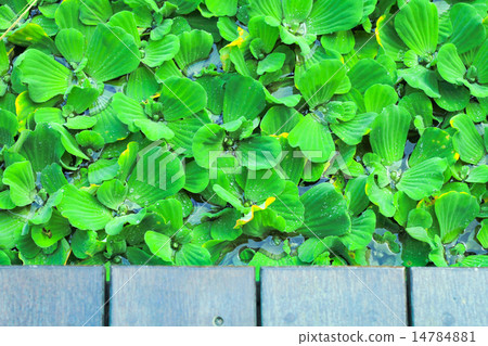 Pistia stratiotes wood background Pistia stratiotes wood background 14784881