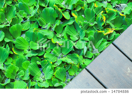 Pistia stratiotes wood background Pistia stratiotes wood background 14784886